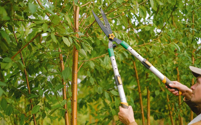 Tree trimming in Reasnor, IA